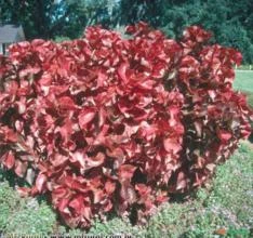 ACALIFA VERMELHA (Acalypha wilkesiana)