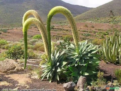 AGAVE DRAGÃO (Agave attenuata)