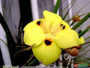 Moréia amarela (Dietes bicolor)