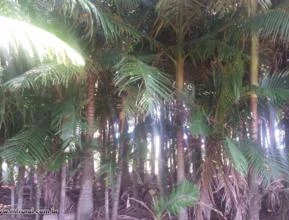 Palmeira Real 	(Archontophoenix cunninghamiana)