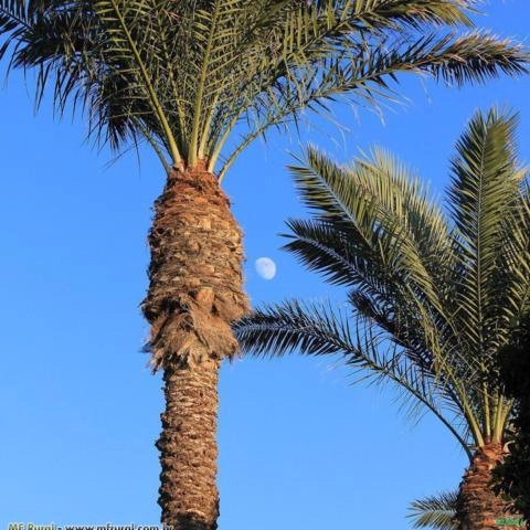 Tamareira (Phoenix dactylifera) Imagem Tamareira (Phoenix dactylifera)