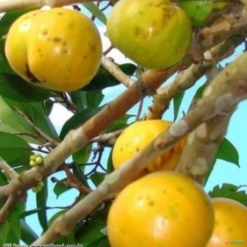 CAMBUCÁ (Marlierea edulis) Imagem CAMBUCÁ (Marlierea edulis)