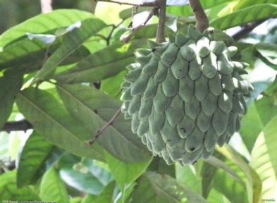 FRUTA DO CONDE (Rollinia silvatica) Imagem FRUTA DO CONDE (Rollinia silvatica)