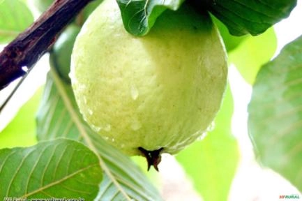 GOIABA (Psidium guajava) Imagem GOIABA (Psidium guajava)