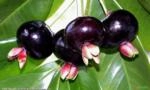 GRUMIXAMA (Eugenia brasiliensis) Imagem GRUMIXAMA (Eugenia brasiliensis)
