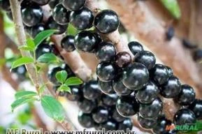 JABUTICABA HIBRIDA (Myrciaria cauliflora)