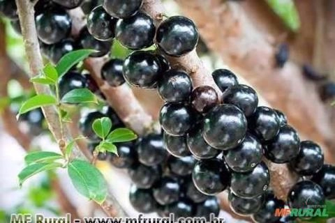 JABUTICABA HIBRIDA (Myrciaria cauliflora) Imagem JABUTICABA HIBRIDA (Myrciaria cauliflora)