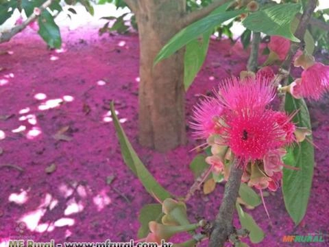 Jambo Rosa (Syzigium samarangense) Imagem Jambo Rosa (Syzigium samarangense)