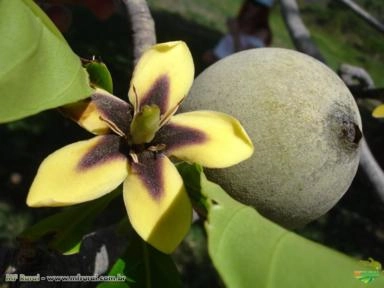 Jenipapo	(Jenipa americana) Imagem Jenipapo	(Jenipa americana)