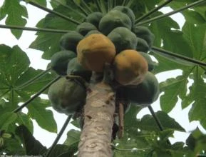 Mamao Papaya (Carica Papaya)