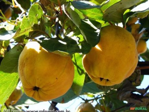 Marmelo (Cydonia Oblonga) Imagem Marmelo (Cydonia Oblonga)