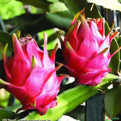 Pitaya (Hylocereus sp.) Imagem Pitaya (Hylocereus sp.)