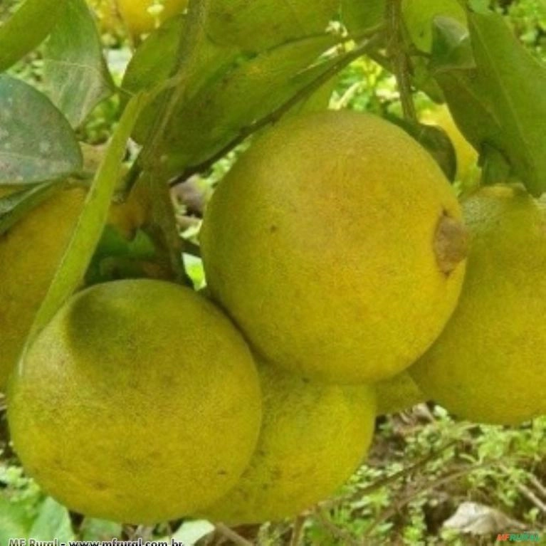 Laranja Champanhe Cristal (Citrus Sinensis) Imagem Laranja Champanhe Cristal (Citrus Sinensis)