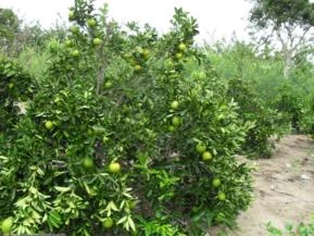 Laranja Cidra (Citrus Medica)