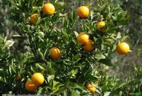 Laranja Natal (Citrus Sinensis)