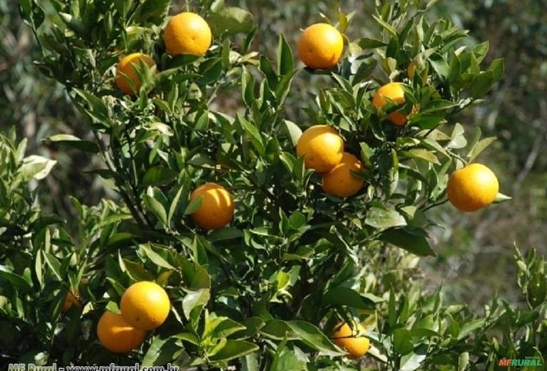 Laranja Natal (Citrus Sinensis) Imagem Laranja Natal (Citrus Sinensis)