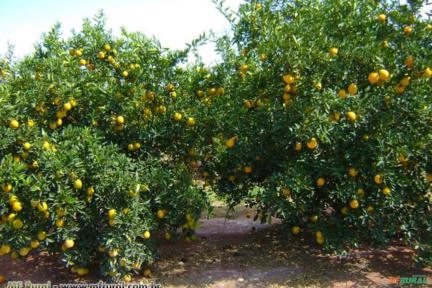 Laranja Seleta (Citrus Sinensis) Imagem Laranja Seleta (Citrus Sinensis)