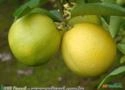 Laranja Lima Da Persia (Citrus Limettioides) Imagem Laranja Lima Da Persia (Citrus Limettioides)