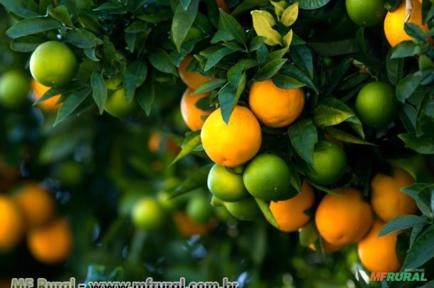 Laranja Hamlin (Citrus Sinensis) Imagem Laranja Hamlin (Citrus Sinensis)