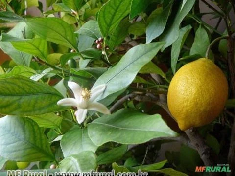 Limao Doce (Citrus Limon)