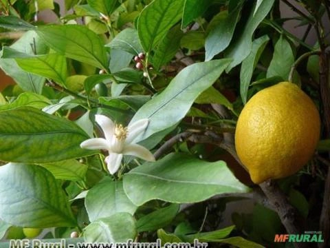 Limao Doce (Citrus Limon) Imagem Limao Doce (Citrus Limon)