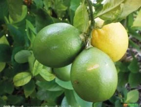 Limao Galego 	( Citrus Limon )