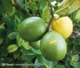 Limao Galego 	( Citrus Limon )