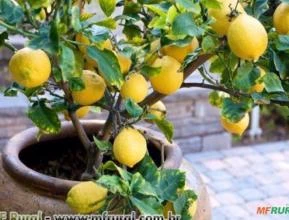 Limao Siciliano (Citrus Limon)