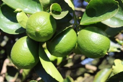 Limao Taiti (Citrus Limon) Imagem Limao Taiti (Citrus Limon)