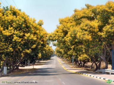 CANAFÍSTULA (Peltophorum dubium) Imagem CANAFÍSTULA (Peltophorum dubium)