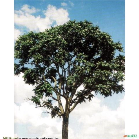 CEDRO ROSA (Cedrela fissilis) Imagem CEDRO ROSA (Cedrela fissilis)