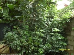 CHEFLERA (Schefflera arboricola)