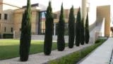 CIPRESTE ITALIANO  (Cupressus sempervirens) Imagem CIPRESTE ITALIANO  (Cupressus sempervirens)