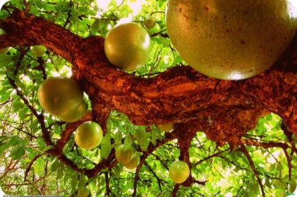 COITÉ (CUIEIRA) (Crescentia cujete) Imagem COITÉ (CUIEIRA) (Crescentia cujete)