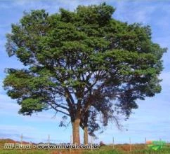 COPAÍBA (Copaifera langsdorffii)