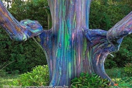 EUCALIPTO ARCO-IRIS (Eucalyptus deglupta) Imagem EUCALIPTO ARCO-IRIS (Eucalyptus deglupta)