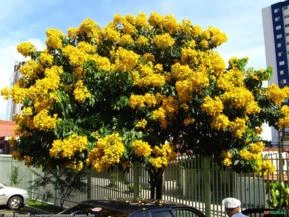 FEDEGOSO (Senna macranthera)