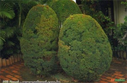 EUGÊNIA (Eugenia sprengelli) Imagem EUGÊNIA (Eugenia sprengelli)