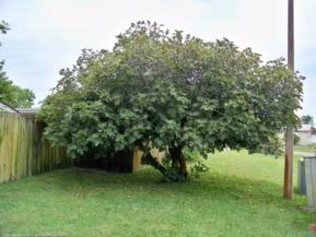 FIGO NEGRITO (PRETO PEQUENO. FICUS CARICA)