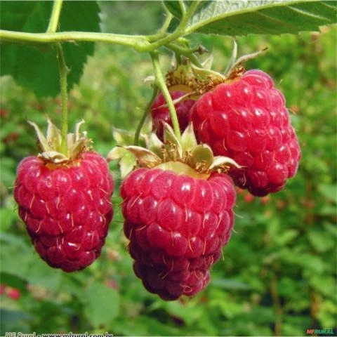 FRAMBOESA (Rubus idaeus) Imagem FRAMBOESA (Rubus idaeus)
