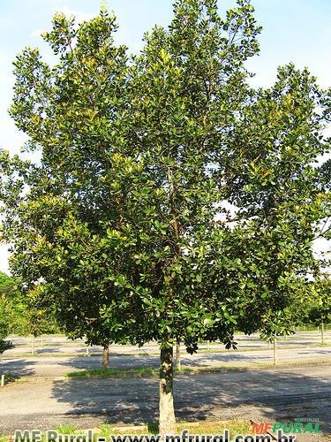 GUANANDI (Calophyllum brasiliensis) Imagem GUANANDI (Calophyllum brasiliensis)