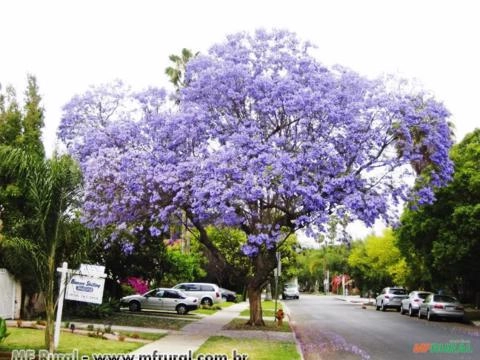 Jacarandá Caroba (Jacaranda cuspidifolia) Imagem Jacarandá Caroba (Jacaranda cuspidifolia)
