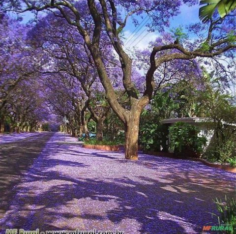 JACARANDÁ MIMOSO (Jacaranda mimosifolia) Imagem JACARANDÁ MIMOSO (Jacaranda mimosifolia)