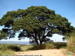 Jatobá do cerrado (Hymenaea stigonocarpa Hayne)