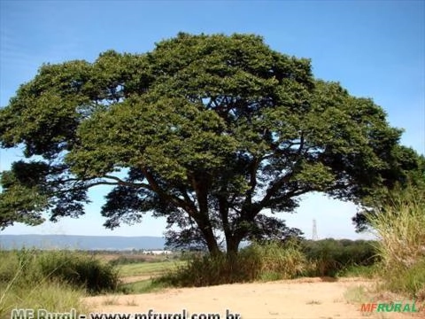 Jatobá do cerrado (Hymenaea stigonocarpa Hayne) Imagem Jatobá do cerrado (Hymenaea stigonocarpa Hayne)