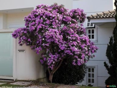 Manacá Da Serra (Tibouchina mutabilis) Imagem Manacá Da Serra (Tibouchina mutabilis)
