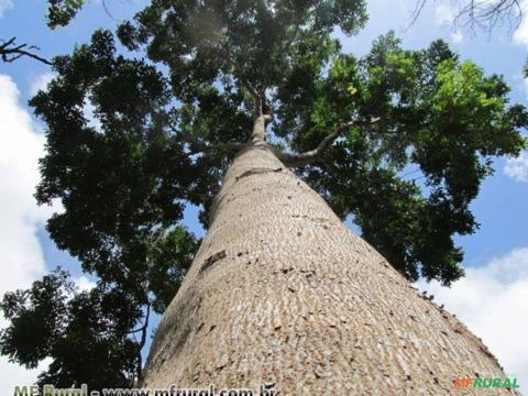 Mogno (Swietena Nacronthylla) Imagem Mogno (Swietena Nacronthylla)