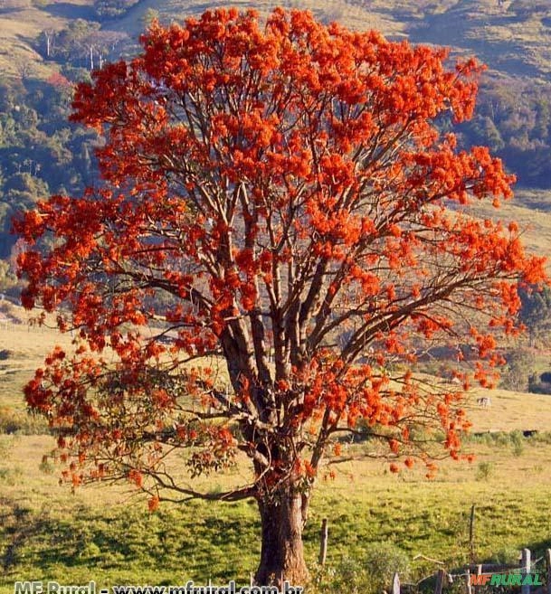 Mulungu (Erytrina velutina) Imagem Mulungu (Erytrina velutina)
