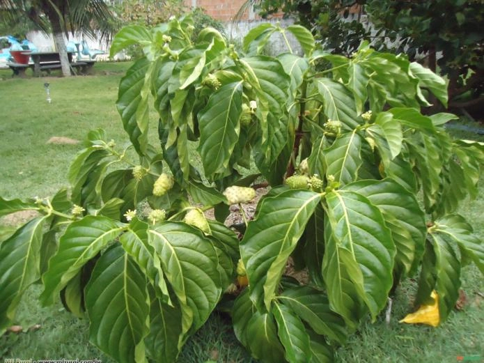 Noni (Morinda citrifolia) Imagem Noni (Morinda citrifolia)