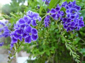 Pingo de Ouro (Duranta erecta aurea)